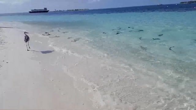 ویدیویی مهیج از حمله خطرناک کوسه ها در جزایر مالدیو
