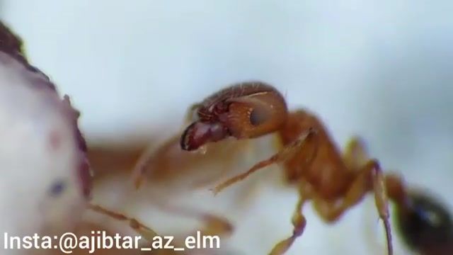 زندگی و غذا خوردن مورچه ها از دریچه دوربین ماکرو