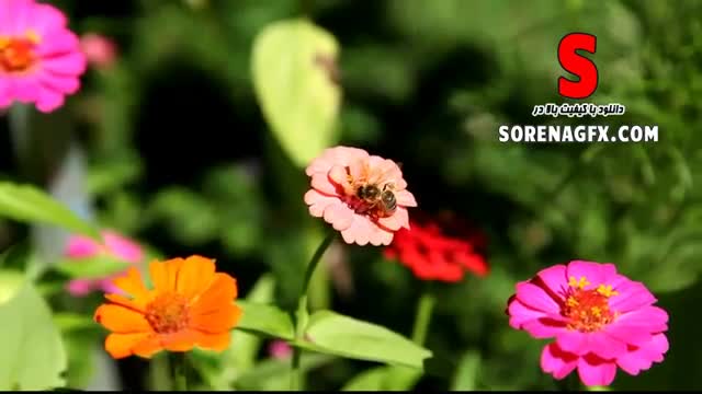 ‫فوتیج بسیار زیبا با موضوع زنبور عسل و نشستن روی گلها‬‎