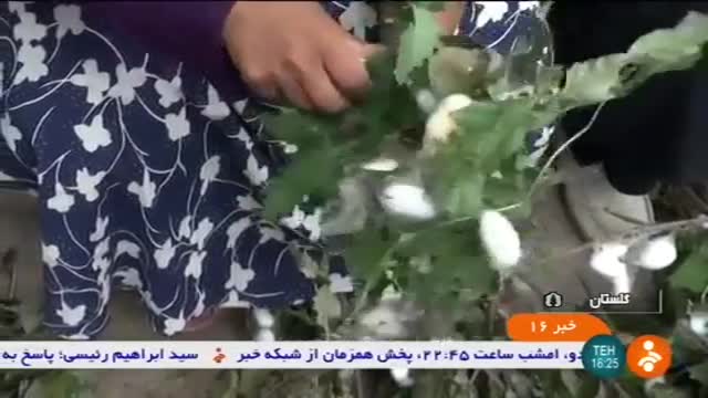 Iran Traditional Silkworm farming, Ramian county پرورش سنتی کرم ابریشم شهرستان رامیان ایران