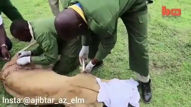 جراحی و مداوای ماده شیر زخمی شده در نبرد با بوفالو