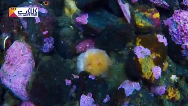 باز هم کلیپی از دنیای خارق العاده و شگفت انگیز زیر آب