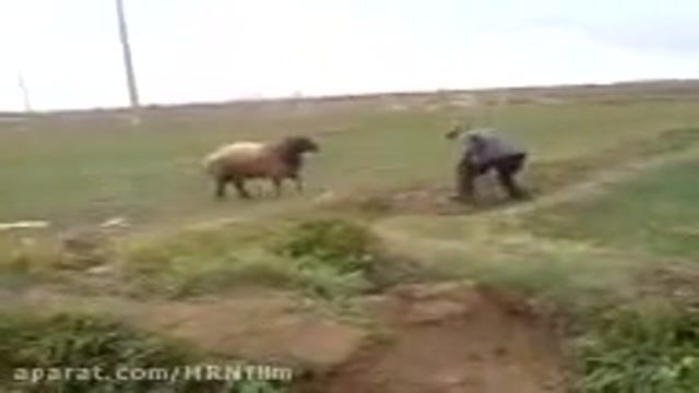 نبرد یک الاغ با یک گوسفند