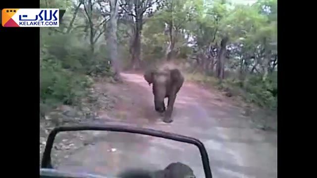 تاحالا یک فیل عصبانی دیدین؟!وای به روزی که فیل عصبی بشه!!!