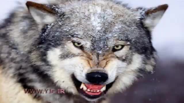 حمله‌ور شدن گرگ‌ها با پلاک سازمان حفاظت از محیط زیست به روستاییان