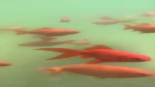 ‫زیبایی های تهران - ماهی‌های قرمز در باغ نگارستان تهرانBeauties of Tehran - Red fishes in Negarestan‬‎