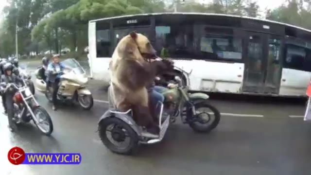 موتورسواری خرس رام شده در خیابان