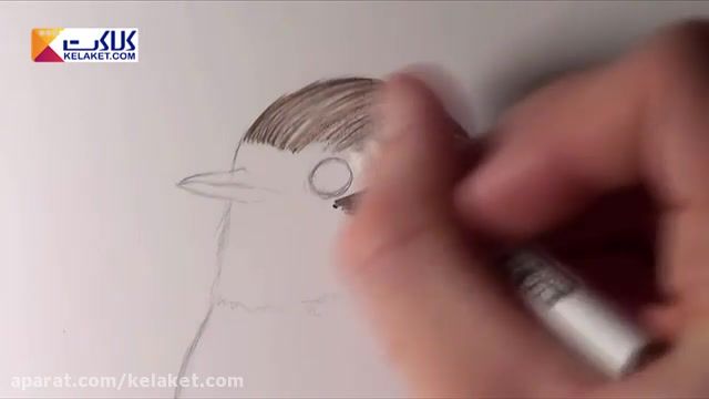 آموزش نقاشی با مداد رنگی؛ کشیدن پرنده سینه سرخ 