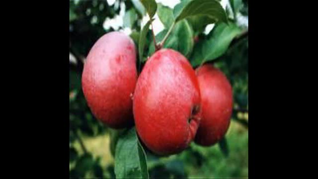 نهال سیب در گرگان 09121270623 - خرید نهال - فروش نهال - قیمت نهال