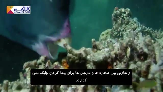 کله قوزی(نوعی طوطی ماهی )با فکی قوی که می تواند صخره ها راهم بخورد!!