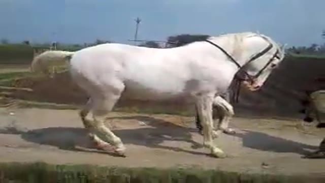 اشکنان دوربین رقص بسیار زیبای اسب horse rage