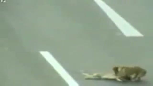 سگ قهرمان ، سگ مصدومی را از وسط بزرگراه به منطقه امن میبردوجانش را نجات میدهد