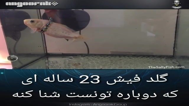 ماهی پیری که به دلیل آسیب کیسه هوا، قادر به شناکردن نبود، با یک لباس ابتکاری دوباره شنا کرد!