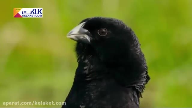 رقابت سخت  پرنده های نر برای جلب توجه با انجام حرکت دیدنی و پرش های مکرر 