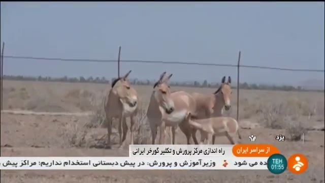 Iran Breeding Persian onager, Yazd province پرورش گورخر ایرانی استان یزد ایران