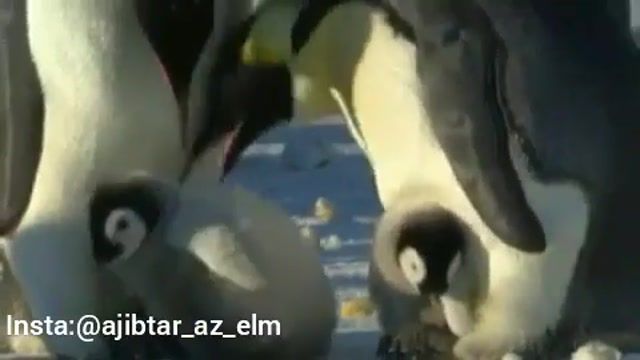 پنگوین مادر، کودک اذیت کارش رو تنبیه کرد!