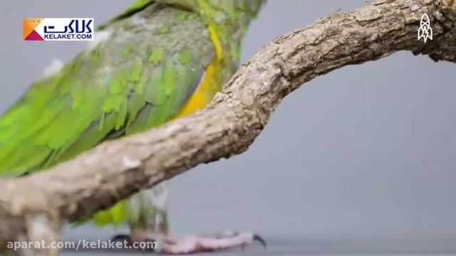  پیکاسر محبوب ترین طوطی سنگال  (ازپرطرفدارترین پرندگان زینتی )