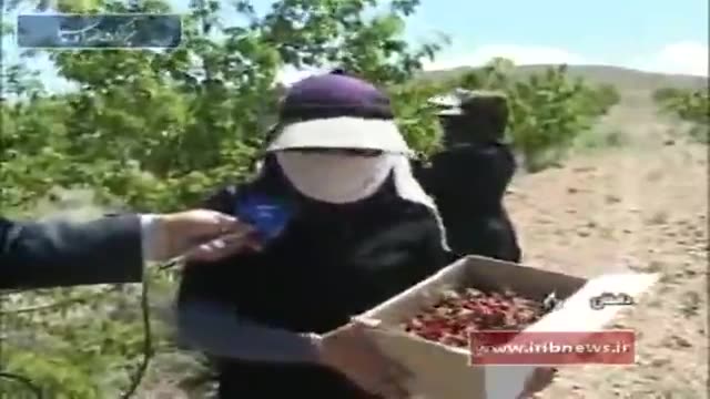 Iran Cherry harvest, Damghan county برداشت گیلاس شهرستان دامغان ایران