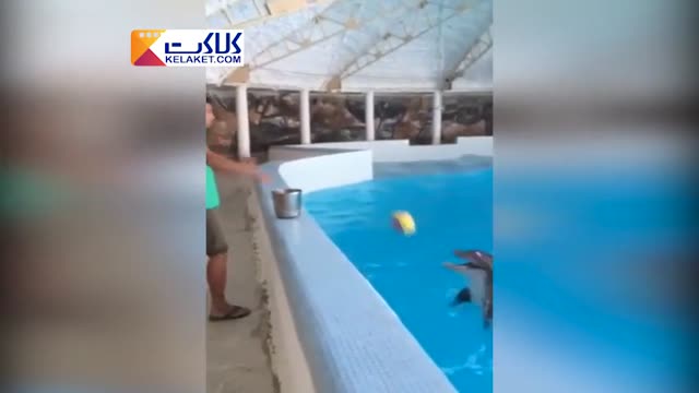  والیبال بازی دلفین  باهوش 