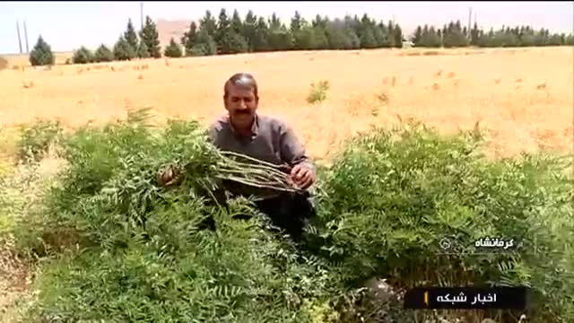 Iran Liquorice root harvest & powder & compost, Kermanshah برداشت پودر کمپوست شیرین بیان کرمانشاه