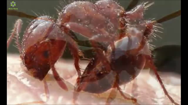 فیلم حیرت انگیز زندگی مورچه ها!!
