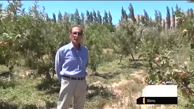 Iran Mojen city, Shahroud county, Apple harvest برداشت سیب موجن شاهرود ایران