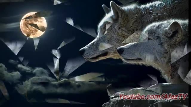 ‫حقیقت های جالب درباره گرگ ها که حتما نمیدانستید‬‎
