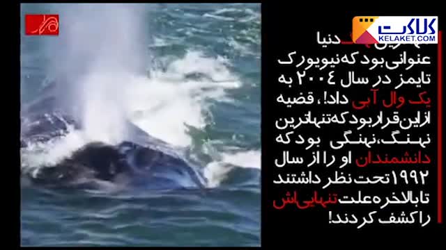 کلیپی دیدنی از  نوای حزن انگیزی  تنهاترین نهنگ دنیا  به نام "نهنگ 52 هرتزی"  