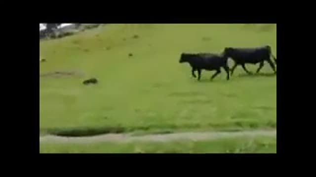 ‫گاو ها وماشین کنترلی (خیلی خنده دار), -funny Cows and remote control machine‬‎