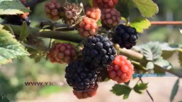 بازار پر رونق میوه وحشی تمشک در شمال ایران