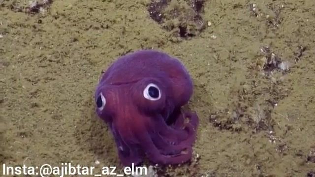 کشف جانور بانمک کارتونی در اعماق اقیانوس آرام