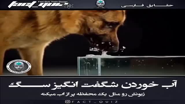 فیلمی نزدیک و آهسته از نحوه آب خوردن سگ