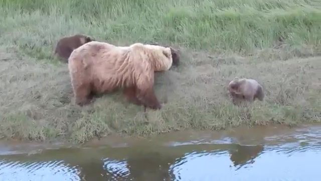 خرسهای قهوه ای آلاسکا