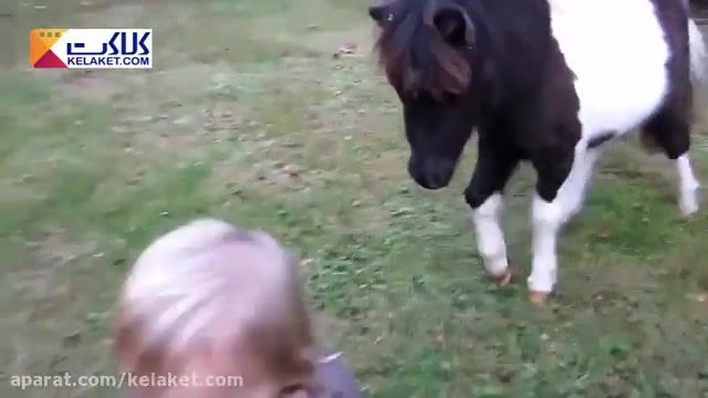 ویدیویی دوست داشتنی از بازی بچه ها با اسب , و دوستی با آنها