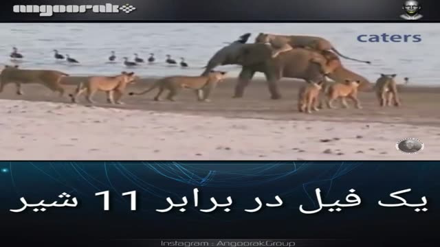 حمله 11 شیر به یک فیل