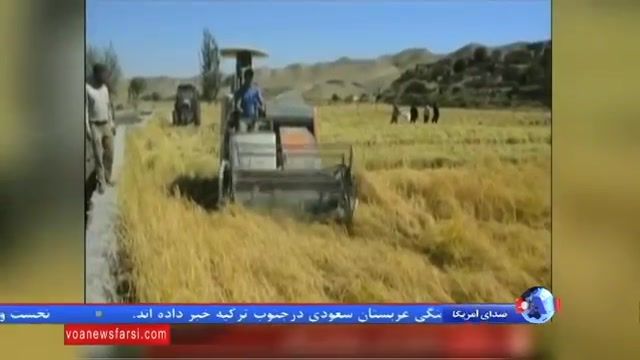 مرگ 97 نفر در استان تهران به دلیل مصرف قرص برنج در 9 ماه