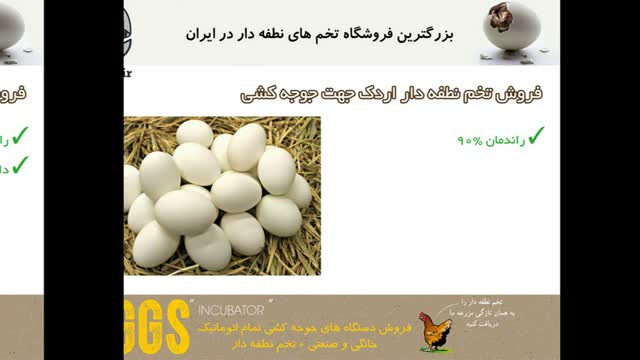 ایده آل ترین تخم های نطفه دار اردک مناسب جوجه کشی