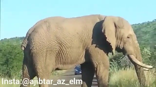 حمله فیل به خودرو و شکستن شیشه های خودرو با وزن بدنش