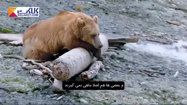 مشقت های شکار ماهی سالمون توسط خرس های قهوه ای 