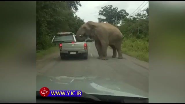 حمله‌ یک فیل گرسنه به ماشین برای خوردن غذا