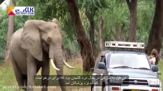 فیل بیچاره که تیر خورده بود از شدت درد نزد پزشکان رفت