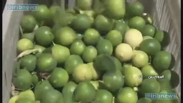 ‫فارس قطب تولید لیمو ترش‬‎