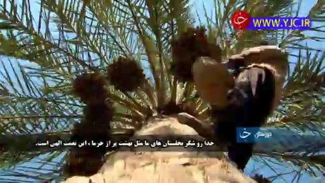 نخل داری، پیشه دیروز و صادرات امروز مردان خوزستان