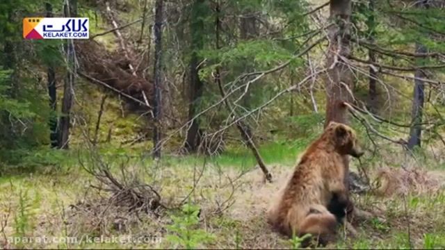 ویدیوی  خنده دار از خاریدن تن خرس !!!ببین شاد شی