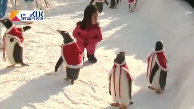 لحظاتی دیدنی از پنگوین های بامزه که لباس بابانویل پوشیدن 