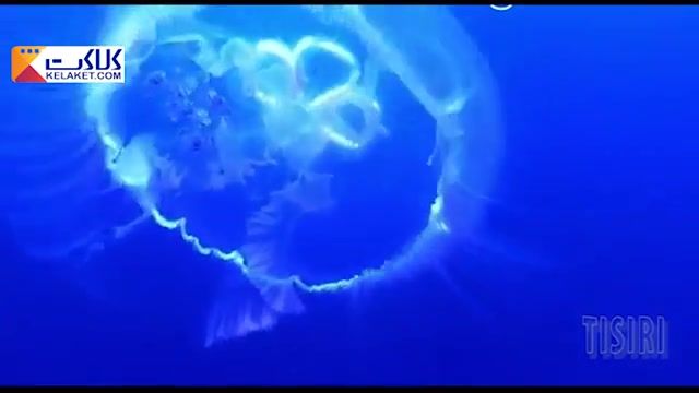 عروس دریایی که از بدنش همچون یک پتوی شناور برای شکار طعمه خود استفاده می کند
