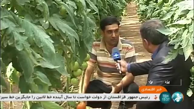 Iran Organic Vegetables Greenhouse, Yazd province گلخانه سبزیجات ارگانیک استان یزد ایران