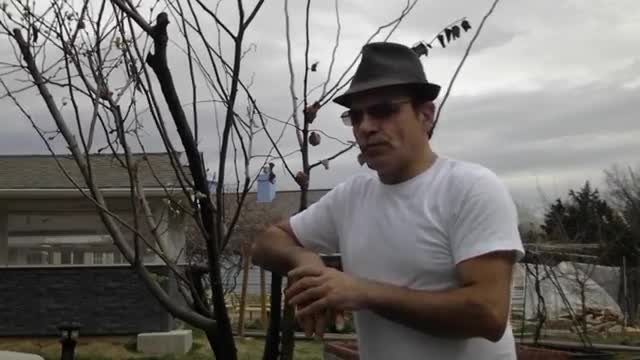 ‫آموزش باغبانی با صابر، طریق مبارزه با بیماری درخت‬‎