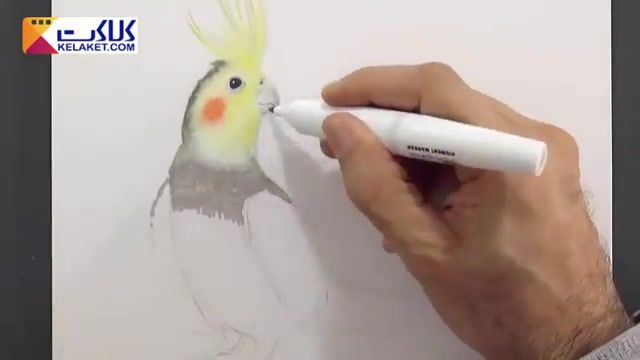 آموزش نقاشی با ماژیک پیگمنت و مداد نوکی: کشیدن طوطی 