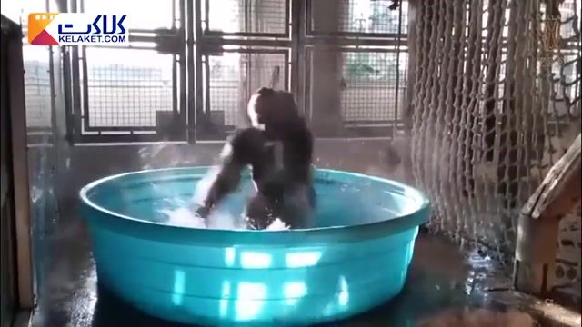 لذت بردن و خوشحالی گوریل  از آب بازی در باغ وحش 